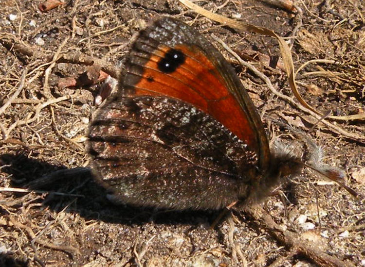 Potrebbe essere Erebia styx?